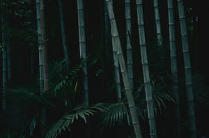 Dark Tall Bamboo 4k Nature Wallpaper