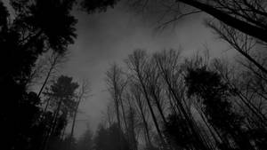 Dark Theme Eerie Forest Wallpaper