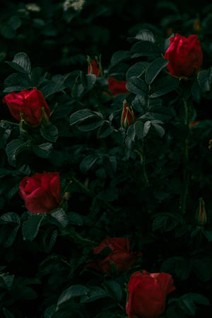 Dark Themed Red Roses In Full Bloom Wallpaper