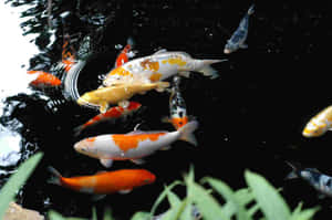 Dark Water With Live Koi Fish Wallpaper