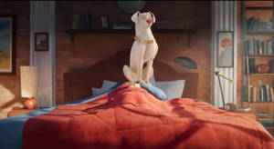 Dc League Of Super Pets Krypto In Bed Wallpaper