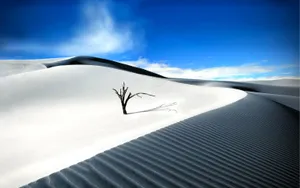 Dead Tree In Desert Wallpaper