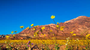 Death Valley Yellow Flowers Wallpaper