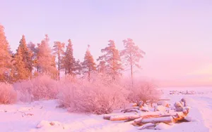 December Pink Aesthetic Wallpaper