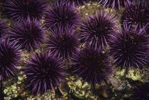Deep Purple Sea Urchin Group Wallpaper