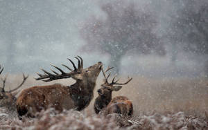 Deer Couple Under Snowfall Wallpaper