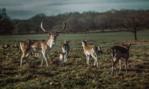 Deer Family In Grassland Wallpaper