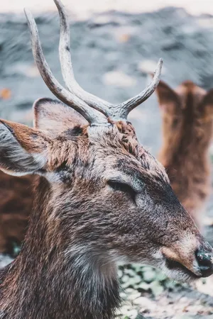 Stag Photos, Download The BEST Free Stag Stock Photos & HD Images