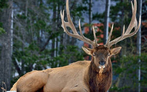 Deer Hunting Rocky Mountain Elk Wallpaper