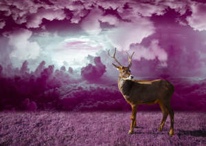 Deer In Purple Monochrome Fantasy Art Wallpaper