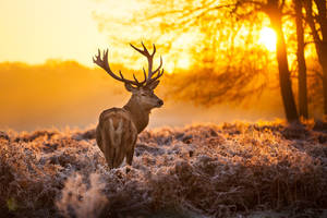Deer Looking Back From Sunset Wallpaper