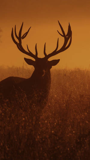 Deer Sunset Dusk Silhouette Wallpaper