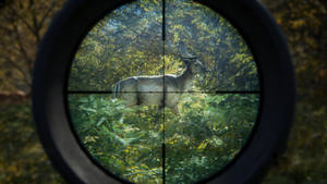Deer Target Hunting Wallpaper
