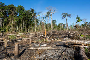 Deforestation In Gabon Wallpaper