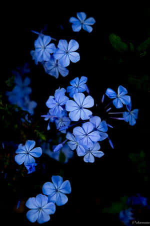 Delicate Blue Flowers Bring Beauty And Light Wallpaper