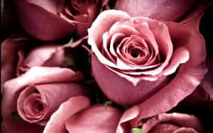 Delicate Blush Pink Rose Wallpaper