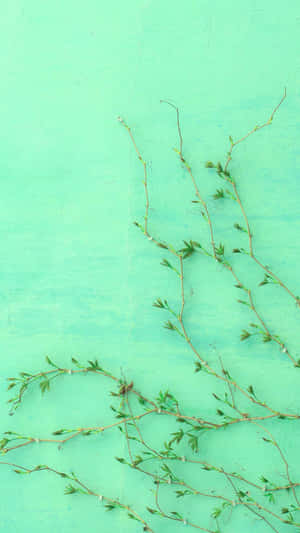 Delightful Look Of Mint Green Aesthetic. Wallpaper
