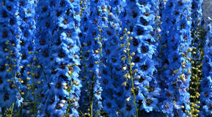Delphinium Blue Flower Background Wallpaper
