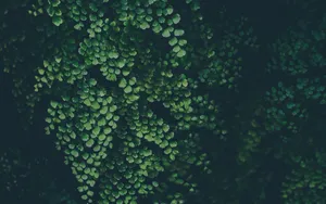 Delta Maidenhair Fern Plant 4k Background Wallpaper