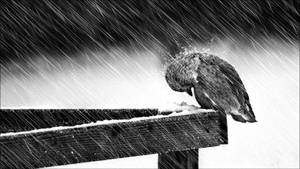 Depressed Bird Under Rain Wallpaper