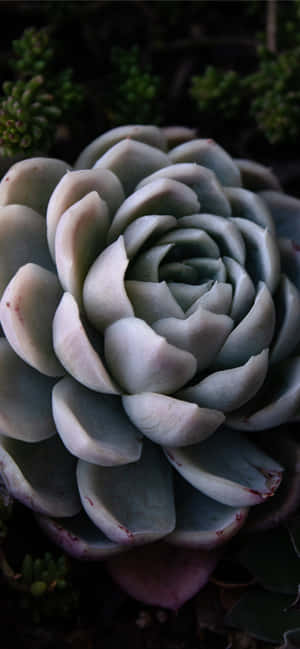 Desaturated Close-up Succulent Iphone Wallpaper