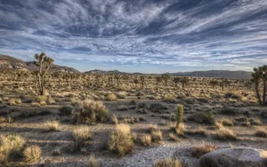 Desert, Vegetation, Grass Wallpaper