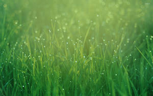 Dewdrops On Grass Close-up Wallpaper