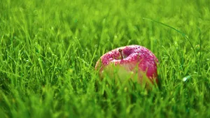 Dewy Apple On Grass Wallpaper