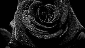 Dewy Black Aesthetic Rose Petals Wallpaper