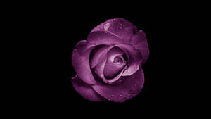 Dewy Black And Purple Aesthetic Rose Wallpaper