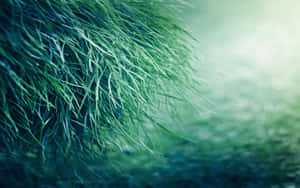Dewy Grass Closeup Photography Wallpaper