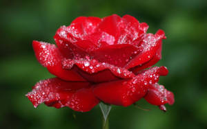Dewy Red Beautiful Rose Hd Wallpaper