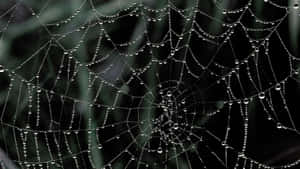 Dewy Spider Web Morning Wallpaper