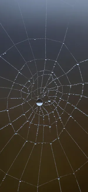 Dewy Spider Web Morning Wallpaper