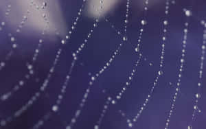 Dewy Spider Web Morning Wallpaper