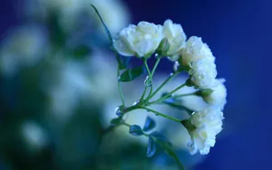 Dewy White Flowers Wallpaper