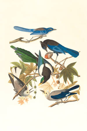 Different Birds Painting By John James Audubon Wallpaper