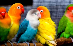 Different-colored Lovebird Parrots Wallpaper