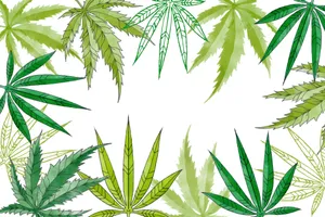 Different Designs Of Marijuana Leaf Wallpaper