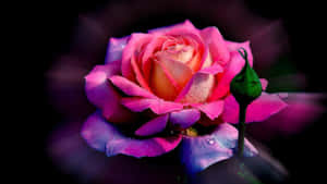 Different Shades Of Beauty Wallpaper