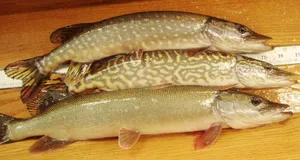 Different Size Pike Wallpaper