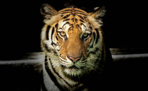 Digital Edit Adult Tiger Hd Wallpaper