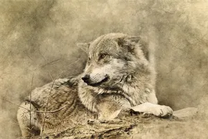 Digital Vintage Wolf Wallpaper