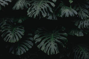 Dim Monstera Leaves Plant 4k Background Wallpaper