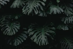 Dim Monstera Leaves Plant 4k Background Wallpaper