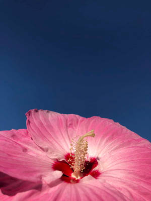 Dinner Plate Hibiscus Wallpaper