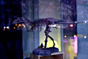 Dinosaur Skeleton Display Wallpaper