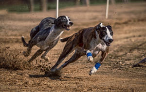 Dirt Racing Greyhounds Wallpaper