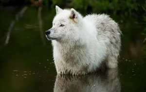 Dirty Polar Wolf Wallpaper