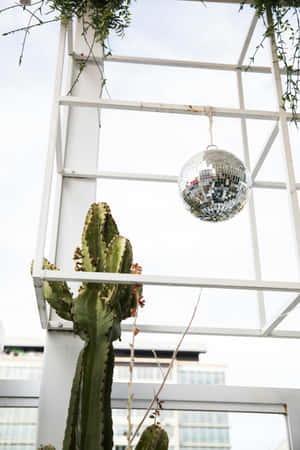 Disco Balland Cactus Urban Garden.jpg Wallpaper